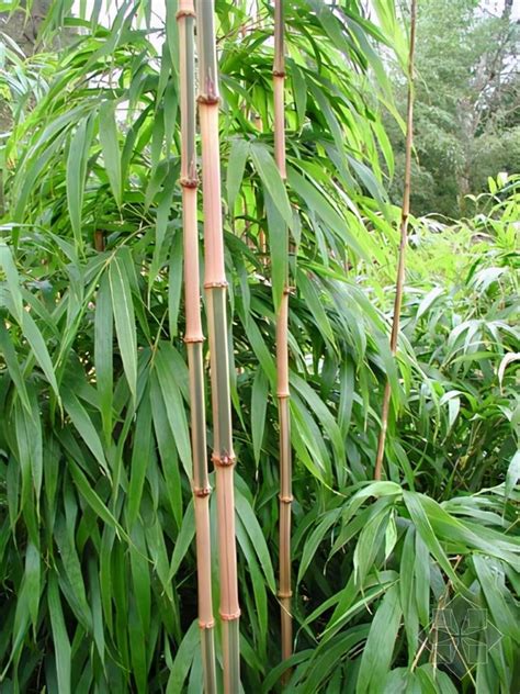 竹子品種